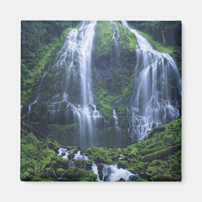 Aimant États-Unis, Oregon, Forêt nationale de Willamette. (Devant)