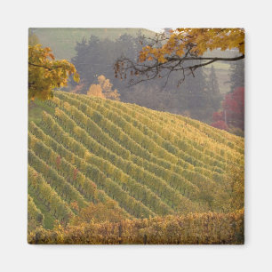 Aimant États-Unis, Oregon, Newberg. Vignoble en automne.