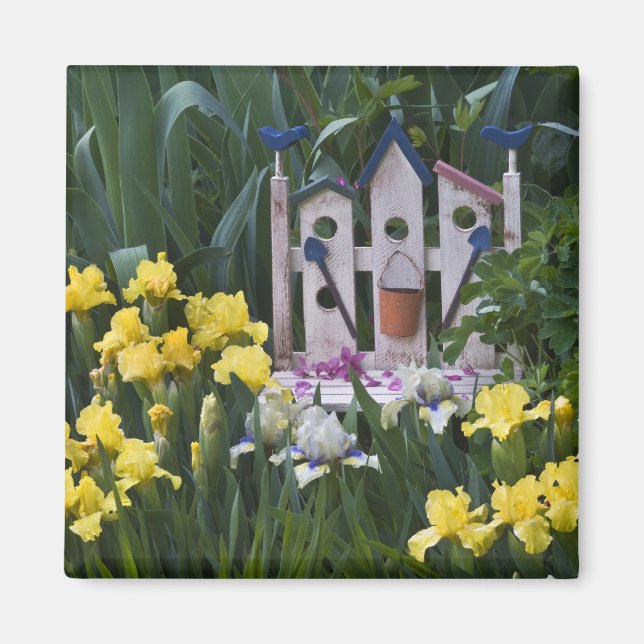 Aimant États-Unis, Pennsylvanie. Les iris de jardin pouss (Devant)