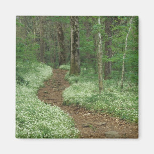 Aimant États-Unis, Tennessee, Great Smoky Mountains NP, 3