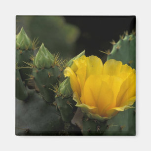 Aimant États-Unis, Texas, Cactus d'opuntia en fleurs.