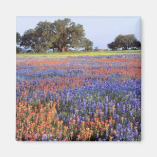 Aimant États-Unis, Texas, Llano. Bluebonnets et redbonnet