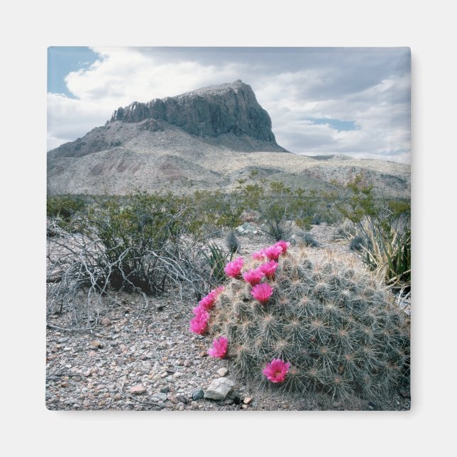 Aimant États-Unis, Texas, Parc national de Big Bend. Flor (Devant)