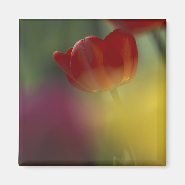 Aimant États-Unis, Utah, Cache Valley Tulipes dans un jar (Devant)