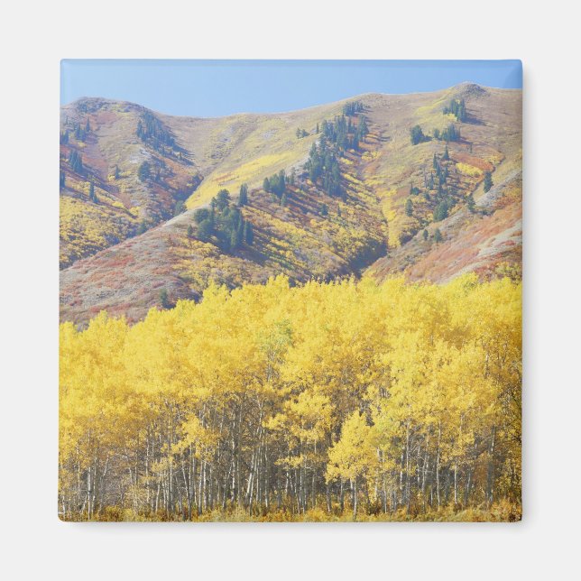 Aimant États-Unis, Utah, Forêt nationale de Wasatch-Cache (Devant)
