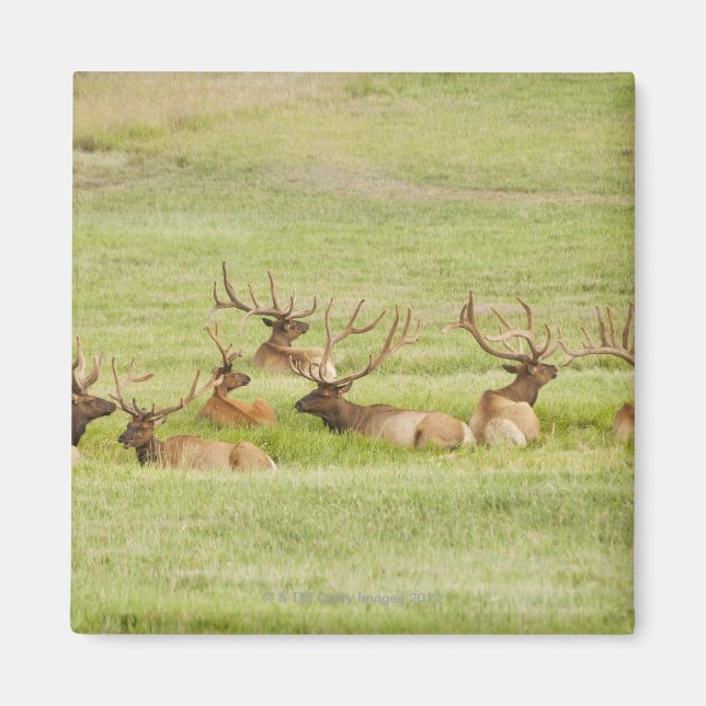 Aimant États-Unis, Utah, Groupe de taureaux Elk (Cervus c (Devant)