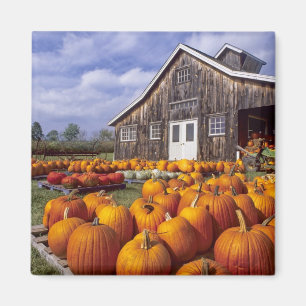 Aimant États-Unis, Vermont, Shelbourne, Citrouilles