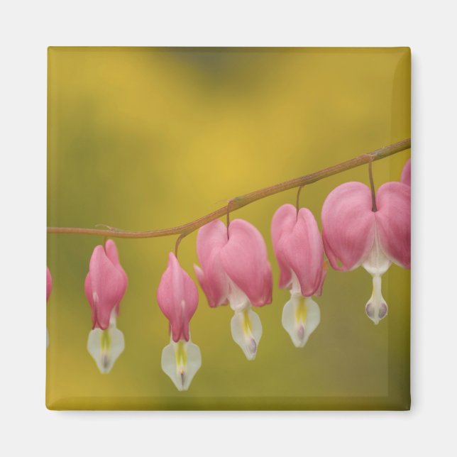 Aimant États-Unis, Virginie, Arlington, fermeture de rose (Devant)