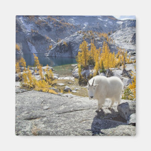 Aimant États-Unis, WA, Alpine Lakes WIlderness Enchantmen