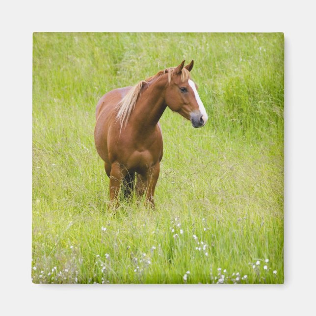 Aimant États-Unis, Washington, Cheval dans un champ print (Devant)