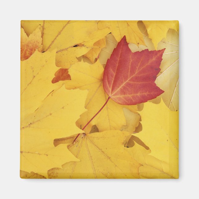 Aimant États-Unis, Washington, Finch Arboretum, Rouge et (Devant)