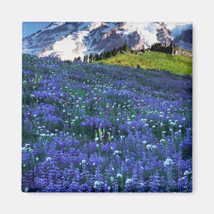Aimant États-Unis, Washington, Parc national du Mont Rai