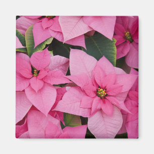 Aimant États-Unis, Washington, Woodinville, Molbak's Nurs