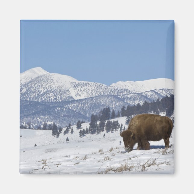 Aimant États-Unis, WY, Parc national de Yellowstone, Biso (Devant)