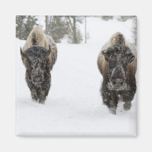 Aimant États-Unis, WY, parc national de Yellowstone, Biso