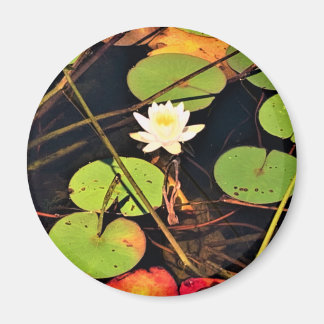 Aimant "Ethérée Lily Pad Pond avec Central White Blossom