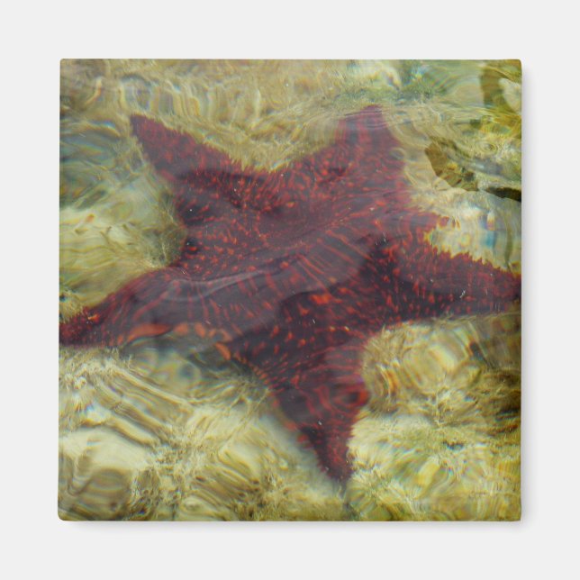 Aimant Étoile de mer sous-marine aux Bahamas (Devant)