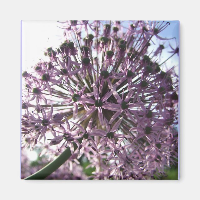 Aimant "Étoile de Perse II" (Devant)