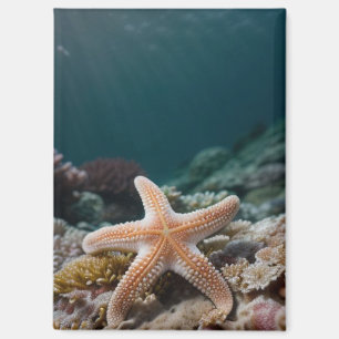 Aimant Étoiles de mer dans les profondeurs de la mer