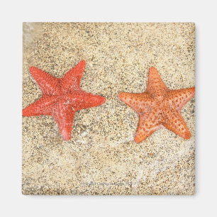 Aimant étoiles de mer sur la plage, au bord de l'océan