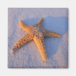 Aimant Étoiles de mer sur le sable blanc