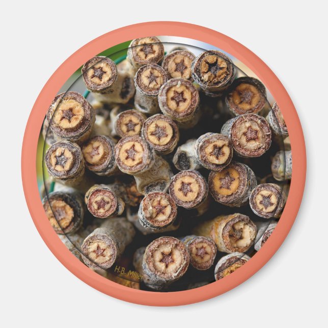 Aimant Etoiles le long du Rio Grande Cotton Wood Trees (Devant)