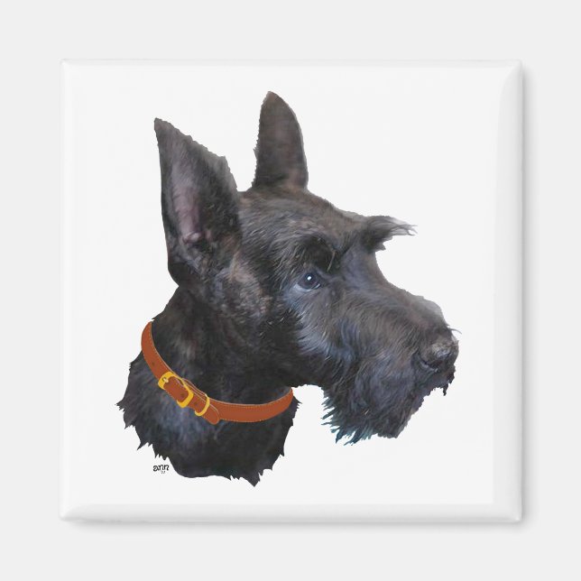 Aimant Étude de tête de Terrier Écossais (Devant)