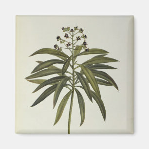 Aimant Euphorbe Mellifera