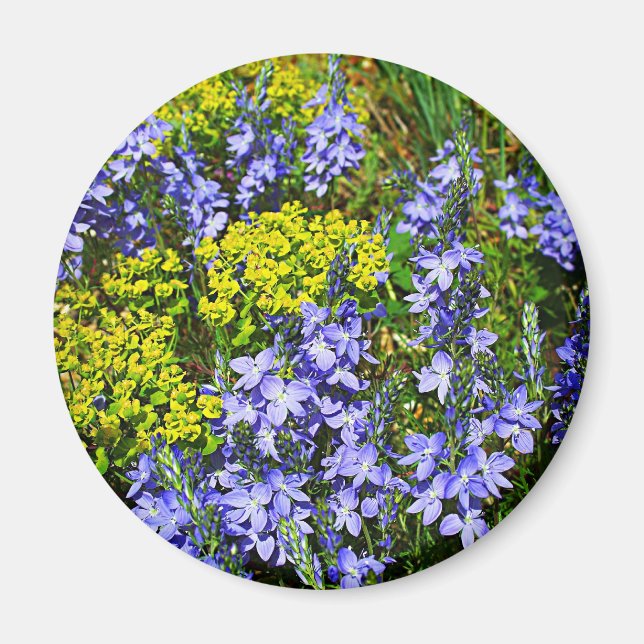 Aimant Euphorbia Et Veronica (Devant)