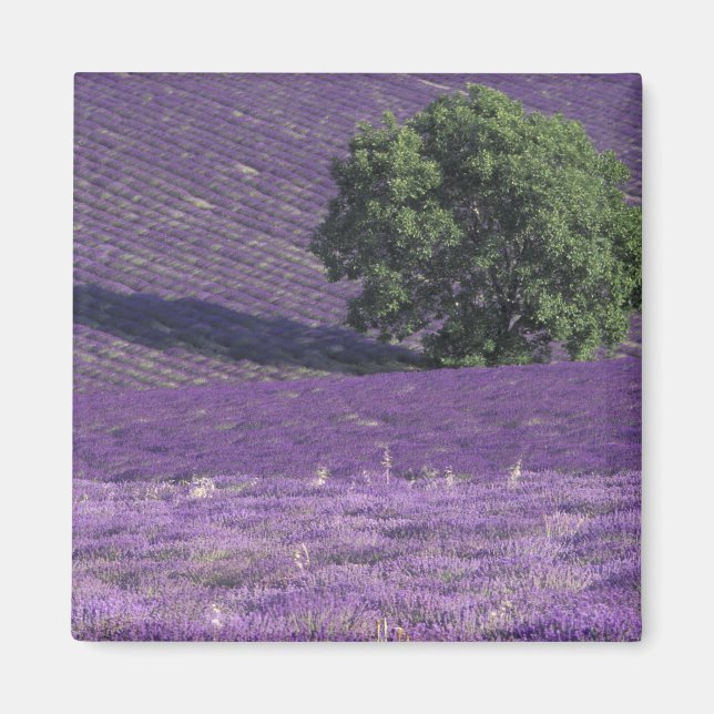 Aimant Europe, France, Provence, Sault, Champs de Lavande (Devant)