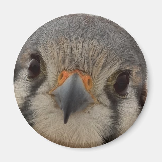 Aimant Everett (Devant)