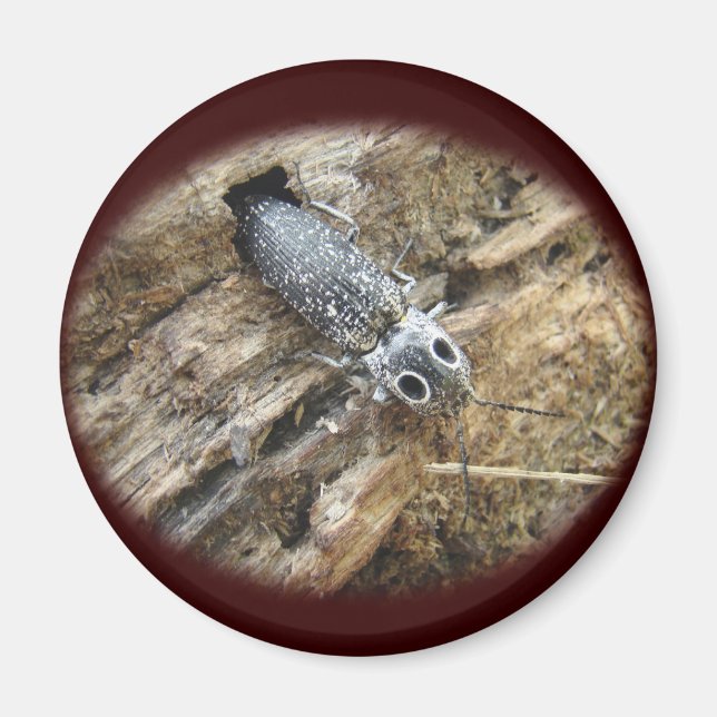 Aimant Eyed Elater Click Beetle - Alaus oculatus (Devant)