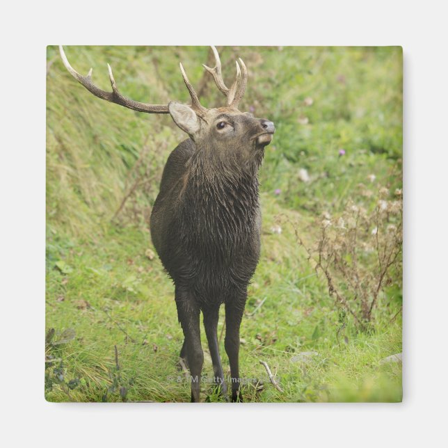 Aimant Ezo Deer (Devant)