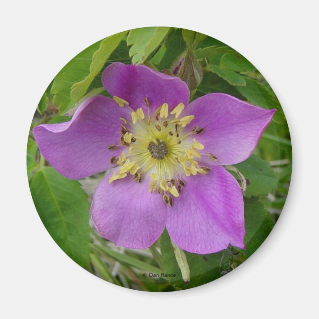 Aimant F13 Rose sauvage Alberta Rose sauvage Prickly Rose (Devant)