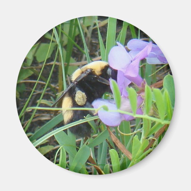 Aimant F2 Abeille sur Fleur Sauvage Violette (Devant)