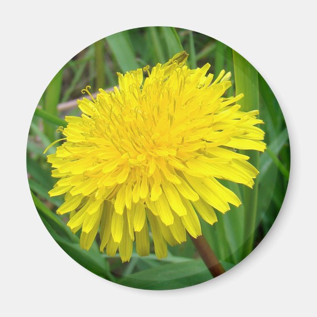 Aimant F45 Pissenlit "Taraxacum officinale" (Devant)