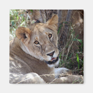 Aimant face de lion