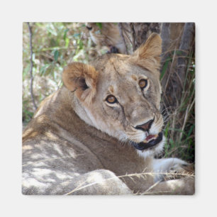 Aimant face de lionne