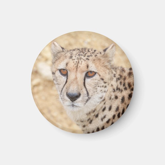 Aimant Face of the Wild : Le regard intense de Cheetah (Devant)