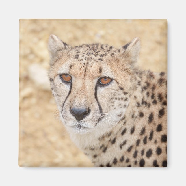 Aimant Face of the Wild : Le regard intense de Cheetah (Devant)