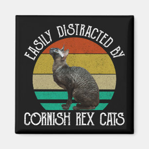 Aimant Facilement Distrait Par Les Chats Cornish Rex