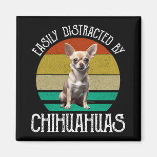 Aimant Facilement Distrait Par Les Chihuahuas