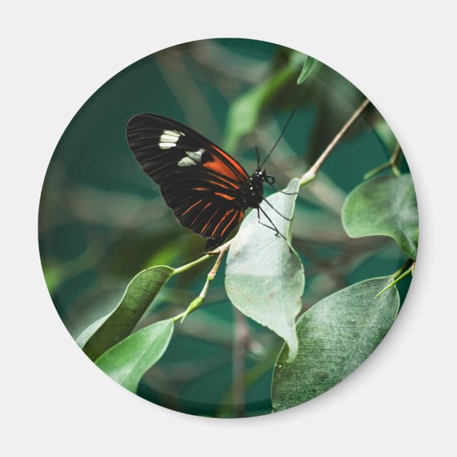 Aimant Facteur 184 (Devant)