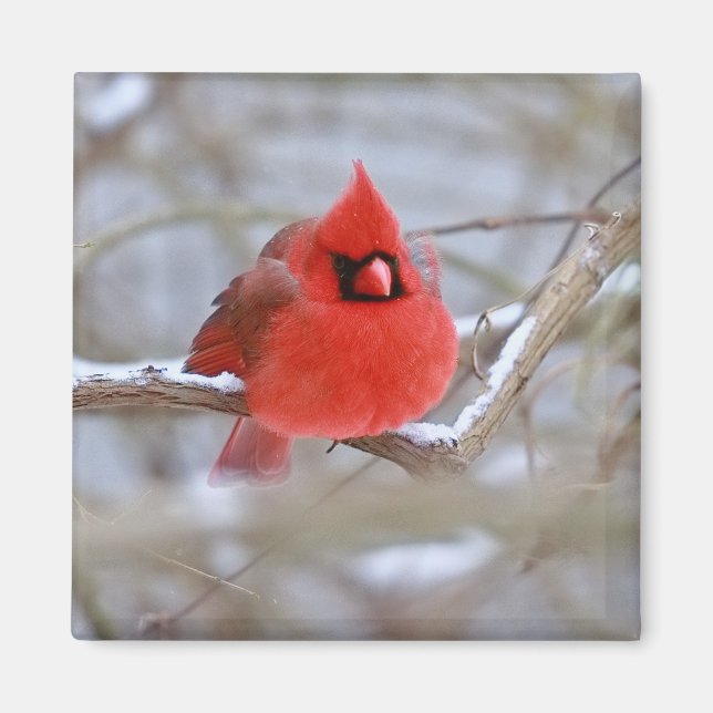Aimant Faire_Cardinal_Aimant (Devant)