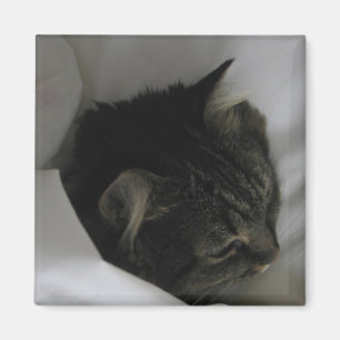 Aimant faisant une sieste de chat