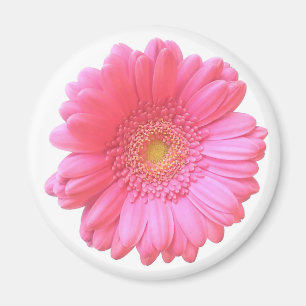 Aimant Faisée de gerbera rose