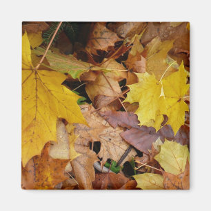 Aimant Fallen Maple Feuille Jaune Automne Nature