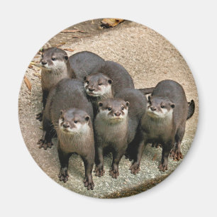 Aimant Famille adorable de loutre