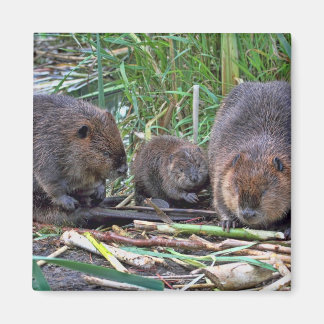 Aimant Famille Beaver