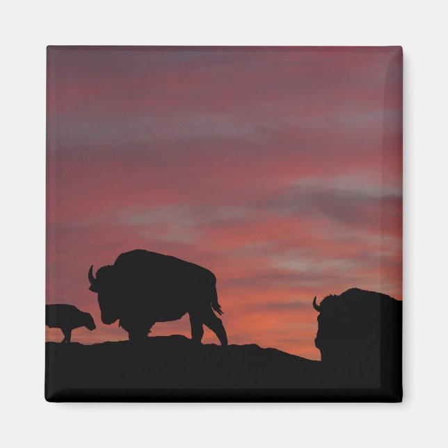 Aimant Famille Bison (Devant)